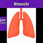 Abnormal breathing sounds - Rhonchi sound