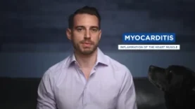 Myocarditis COVID and Covid Vaccines – Pfizer – Moderna Vaccines