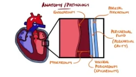 Myocarditis & Pericarditis (Myopericarditis Explained)