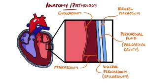 Myocarditis & Pericarditis (Myopericarditis Explained)