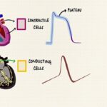Ventricular Action Potential | Cardiac Action Potential | Cardiac Physiology