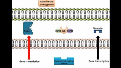 Glucocorticoids – Anti-Inflammation, Mechanism of Action