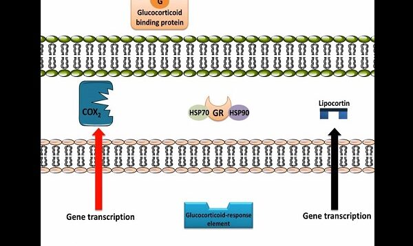 Glucocorticoids – Anti-Inflammation, Mechanism of Action