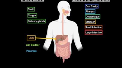 Liver Anatomy (Function, Topography, External Structures, Ligaments)