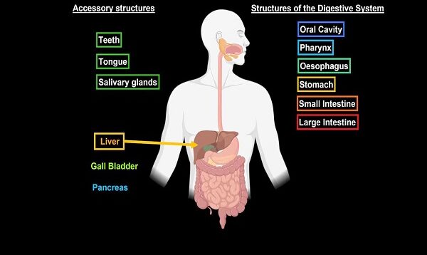 Liver Anatomy (Function, Topography, External Structures, Ligaments)