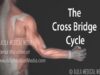 Muscle Contraction – Cross Bridge Cycle, Animation.