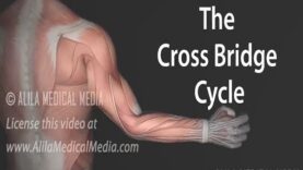 Muscle Contraction – Cross Bridge Cycle, Animation.