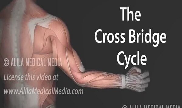 Muscle Contraction – Cross Bridge Cycle, Animation.