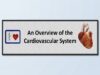 The Cardiovascular System- An Overview