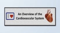 The Cardiovascular System- An Overview