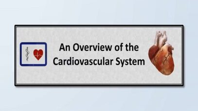 The Cardiovascular System- An Overview