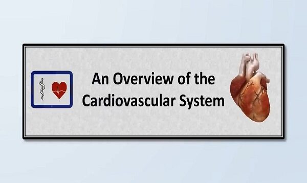 The Cardiovascular System- An Overview