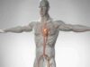 The Difference Between Cardiac Arrest, Heart Attack, and Heart Failure – 3D Animation