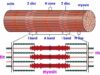 The Mechanism of Muscle Contraction- Sarcomeres, Action Potential, and the Neuromuscular Junction