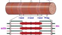 The Mechanism of Muscle Contraction- Sarcomeres, Action Potential, and the Neuromuscular Junction