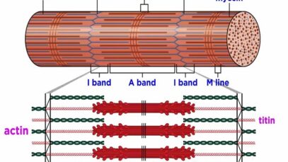 The Mechanism of Muscle Contraction- Sarcomeres, Action Potential, and the Neuromuscular Junction