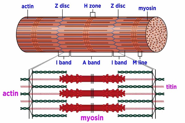 The Mechanism of Muscle Contraction- Sarcomeres, Action Potential, and the Neuromuscular Junction