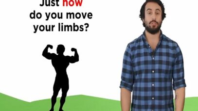 The Mechanism of Muscle Contraction- Sarcomeres, Action Potential, and the Neuromuscular Junction