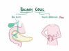 Biliary colic (gallbladder attack) – causes, symptoms, diagnosis, treatment, pathology