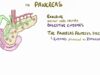 Chronic pancreatitis – causes, symptoms, diagnosis, treatment, pathology
