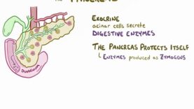 Chronic pancreatitis – causes, symptoms, diagnosis, treatment, pathology