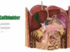 Gallbladder – Definition, Function Location – Human Anatomy