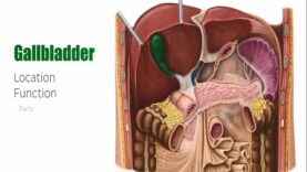 Gallbladder – Definition, Function Location – Human Anatomy