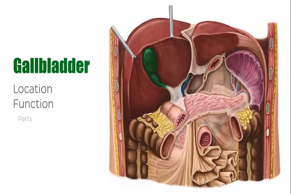 Gallbladder – Definition, Function Location – Human Anatomy