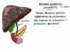Primary Sclerosing Cholangitis v Primary Biliary Cholangitis (Primary Biliary Cirrhosis)