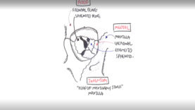 Anatomy Eye Orbit and Eyelid