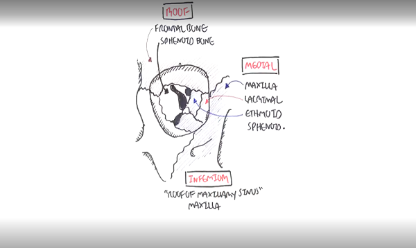 Anatomy Eye Orbit and Eyelid