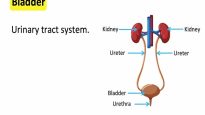 Bladder anatomy function