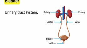 Bladder anatomy function