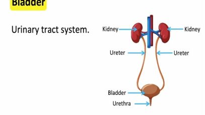 Bladder anatomy function
