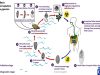 Fasciola hepatica life cycle