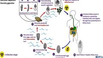 Fasciola hepatica life cycle
