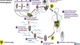 Fasciola hepatica life cycle