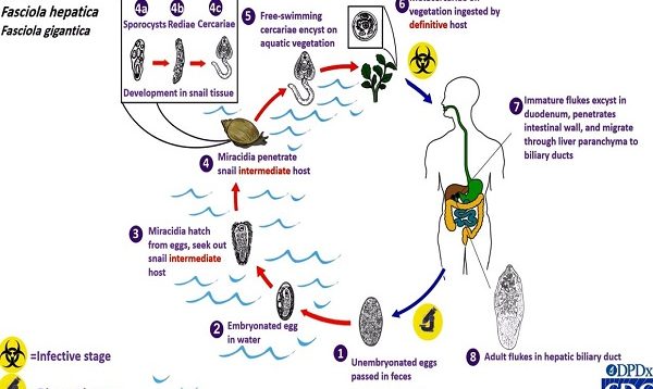 Fasciola hepatica life cycle