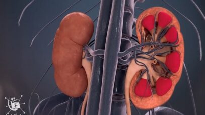 How is urine produced in the