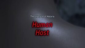 Malaria Lifecycle- Human Host