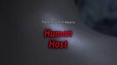 Malaria Lifecycle- Human Host