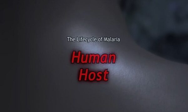 Malaria Lifecycle- Human Host