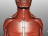 Neck Anatomy – Organisation of the Neck