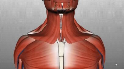 Neck Anatomy – Organisation of the Neck