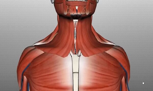 Neck Anatomy – Organisation of the Neck