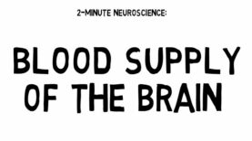 2Minute Neuroscience Blood Supply of the Brain