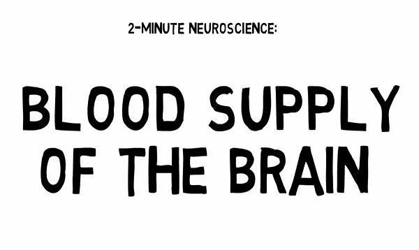 2Minute Neuroscience Blood Supply of the Brain