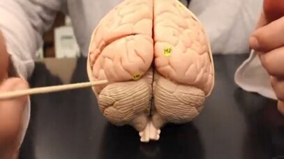 Anatomy of the Brain Model
