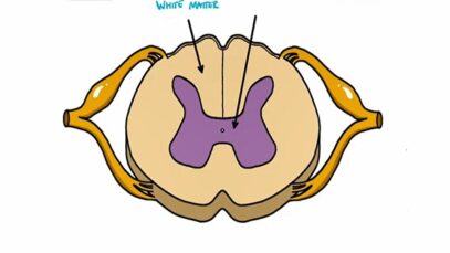 Ascending and Descending Spinal Cord Tracts