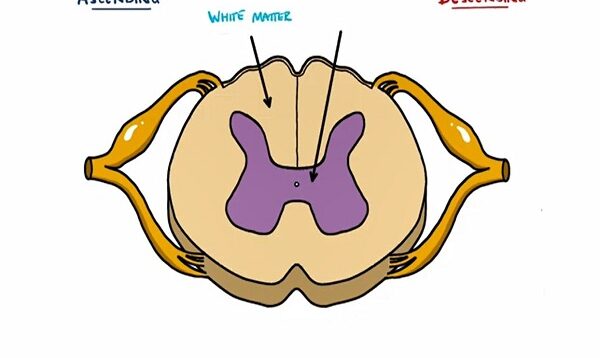 Ascending and Descending Spinal Cord Tracts